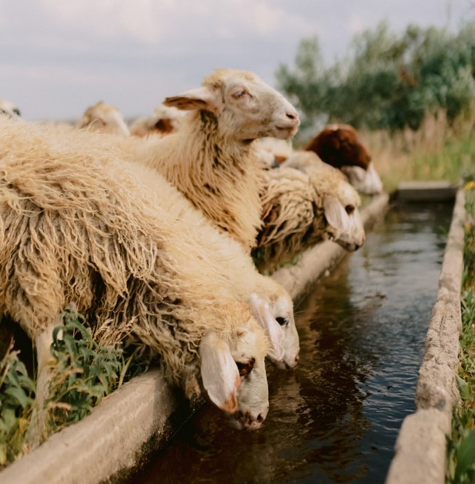 aragats-valley-lag Aragats Valley